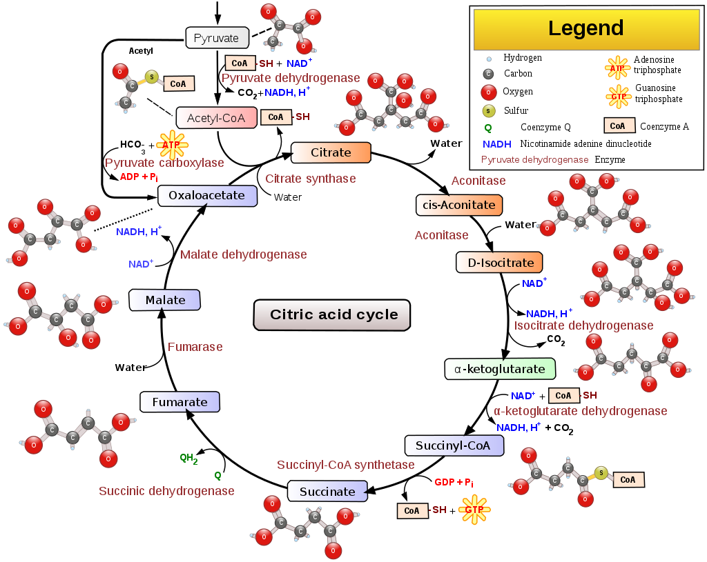 citric acid cycle