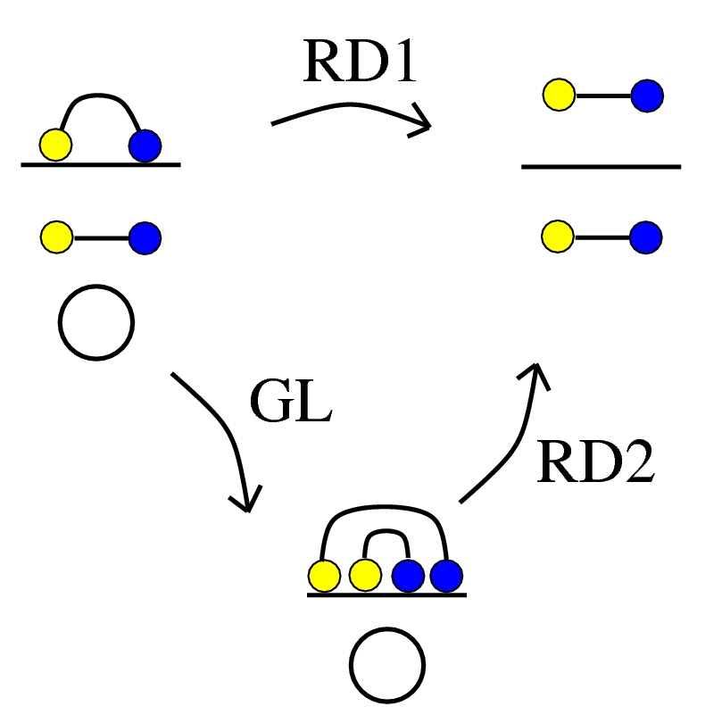 X v1, reversed GL derived